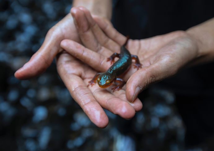 A man is holding a lizard in his hands